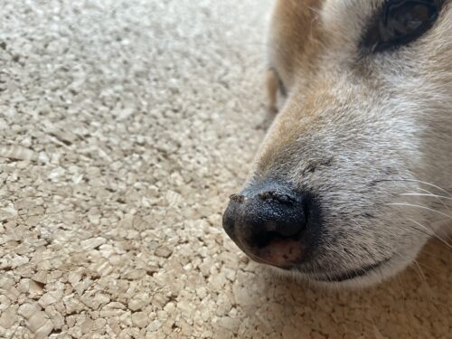 犬の鼻の角質が取れた かんこブログ